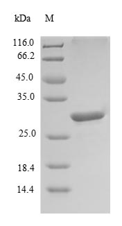 Recombinant Human Leukocyte cell-derived chemotaxin 1 (LECT1), partial – Figure 1 of 1