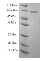 Recombinant Rat Galectin-3-binding protein (Lgals3bp) – Figure 1 of 1