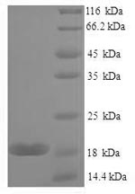 Recombinant Mouse Galectin-7 (Lgals7) – Figure 1 of 1