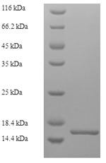 Recombinant Bovine Lutropin subunit beta (LHB) – Figure 1 of 1