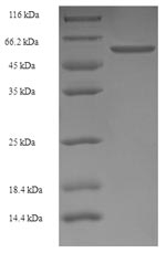 Recombinant Rat Lutropin-choriogonadotropic hormone receptor (Lhcgr), partial – Figure 1 of 1