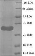 Recombinant Human Leukocyte immunoglobulin-like receptor subfamily A member 5 (LILRA5), partial – Figure 1 of 1