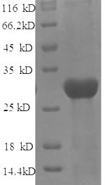 Recombinant Rat Protein-lysine 6-oxidase (Lox) – Figure 1 of 1