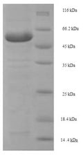 Recombinant Mouse Lysyl oxidase homolog 1 (Loxl1) – Figure 1 of 1