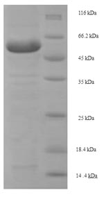 Recombinant Mouse Lysyl oxidase homolog 1 (Loxl1) – Figure 1 of 1