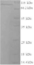 Recombinant Mouse Lysyl oxidase homolog 2 (Loxl2) – Figure 1 of 1