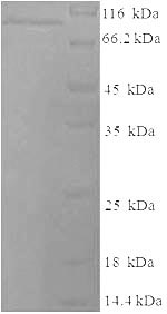 Recombinant Mouse Lysyl oxidase homolog 2 (Loxl2) – Figure 1 of 1