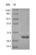 Recombinant Human Low-density lipoprotein receptor-related protein 4 (LRP4), partial – Figure 1 of 1