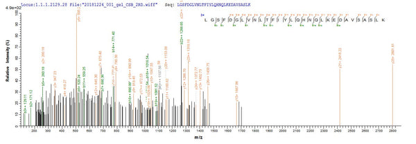 Based on the SEQUEST from database of E.coli host and target protein, the LC-MS/MS Analysis result of CSB-EP013234MO could indicate that this peptide derived from E.coli-expressed Mus musculus (Mouse) Lum.