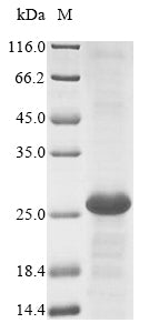Recombinant Mouse Lymphocyte antigen 75 (Ly75), partial – Figure 1 of 1