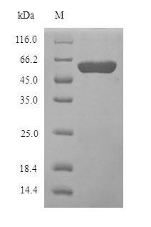 Recombinant Human Amine oxidase [flavin-containing] B (MAOB), partial – Figure 1 of 1