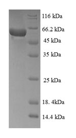 Recombinant Human Mitogen-activated protein kinase 13 (MAPK13) – Figure 1 of 1