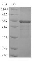 Recombinant Human Mitogen-activated protein kinase 3 (MAPK3), partial – Figure 1 of 1