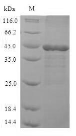 Recombinant Human Mitogen-activated protein kinase 3 (MAPK3), partial – Figure 1 of 1