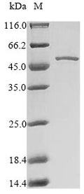 Recombinant Mouse Induced myeloid leukemia cell differentiation protein Mcl-1 homolog (Mcl1), partial – Figure 1 of 1