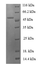 Recombinant Bacillus subtilis Malate dehydrogenase (mdh) – Figure 1 of 1