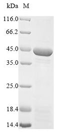 (Tris-Glycine gel) Discontinuous SDS-PAGE (reduced) with 5% enrichment gel and 15% separation gel.