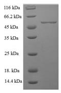 Recombinant Human Lactadherin (MFGE8) – Figure 1 of 1