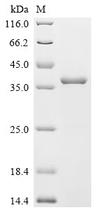 (Tris-Glycine gel) Discontinuous SDS-PAGE (reduced) with 5% enrichment gel and 15% separation gel.