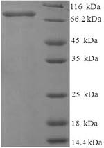 Recombinant Rat 72KDA type IV collagenase (Mmp2) – Figure 1 of 1