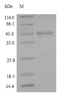Recombinant Rat Matrilysin (Mmp7) – Figure 1 of 1