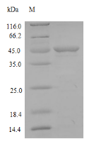 Recombinant Rat Matrilysin (Mmp7) – Figure 1 of 1