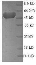 Recombinant Escherichia coli Mannose-6-phosphate isomerase (manA) – Figure 1 of 1