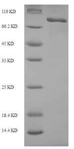 Recombinant Human Macrophage mannose receptor 1 (MRC1), partial – Figure 1 of 1