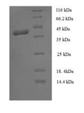 Recombinant Human MORF4 family-associated protein 1-like 1 (MRFAP1L1) – Figure 1 of 1