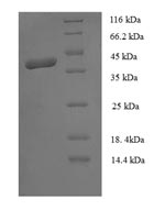 Recombinant Human MORF4 family-associated protein 1-like 1 (MRFAP1L1) – Figure 1 of 1