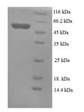 Recombinant Mouse Mesothelin (Msln), partial – Figure 1 of 1
