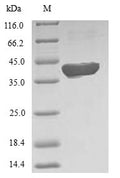 Recombinant Human 5-formyltetrahydrofolate cyclo-ligase (MTHFS) – Figure 1 of 1