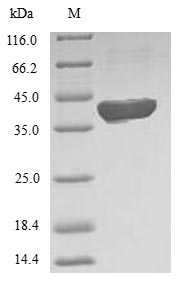 Recombinant Human 5-formyltetrahydrofolate cyclo-ligase (MTHFS) – Figure 1 of 1