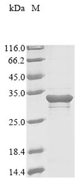 (Tris-Glycine gel) Discontinuous SDS-PAGE (reduced) with 5% enrichment gel and 15% separation gel.