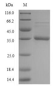 Recombinant Staphylococcus aureus Acyl carrier protein (acpP) – Figure 1 of 1