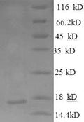 Recombinant Human Neurofascin (NFASC), partial – Figure 1 of 1