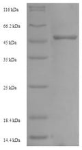 Recombinant Mouse Homeobox protein Nkx-2.2 (Nkx2-2) – Figure 1 of 1