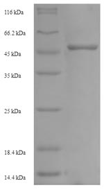Recombinant Mouse Homeobox protein Nkx-2.2 (Nkx2-2) – Figure 1 of 1