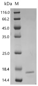 Recombinant Human Homeobox protein Nkx-3.2 (Nkx3-2), partial – Figure 1 of 1