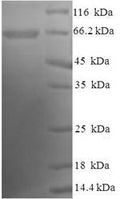 Recombinant Human Atrial natriuretic peptide receptor 2 (NPR2), partial – Figure 1 of 1