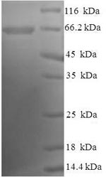Recombinant Human Atrial natriuretic peptide receptor 2 (NPR2), partial – Figure 1 of 1