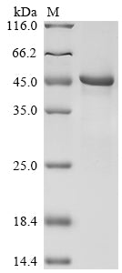(Tris-Glycine gel) Discontinuous SDS-PAGE (reduced) with 5% enrichment gel and 15% separation gel.