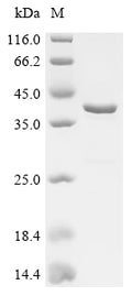 (Tris-Glycine gel) Discontinuous SDS-PAGE (reduced) with 5% enrichment gel and 15% separation gel.