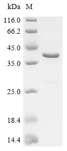 (Tris-Glycine gel) Discontinuous SDS-PAGE (reduced) with 5% enrichment gel and 15% separation gel.