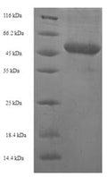 Recombinant Human Pro-neuregulin-2, membrane-bound isoform (NRG2), partial – Figure 1 of 1