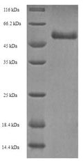 Recombinant Human Pro-neuregulin-3, membrane-bound isoform (NRG3), partial – Figure 1 of 1