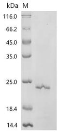 Recombinant Rat Neurotrophin-3 (Ntf3) – Figure 1 of 1