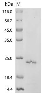 Recombinant Rat Neurotrophin-3 (Ntf3) – Figure 1 of 1