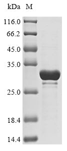(Tris-Glycine gel) Discontinuous SDS-PAGE (reduced) with 5% enrichment gel and 15% separation gel.