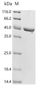 (Tris-Glycine gel) Discontinuous SDS-PAGE (reduced) with 5% enrichment gel and 15% separation gel.